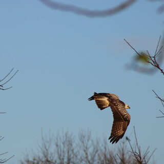 Fliegender Bussard im Landschaftspark Duisburg-Nord