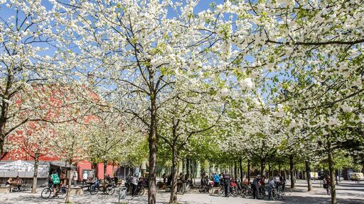 Frühlingsblüte im Landschaftspark Duisburg-Nord