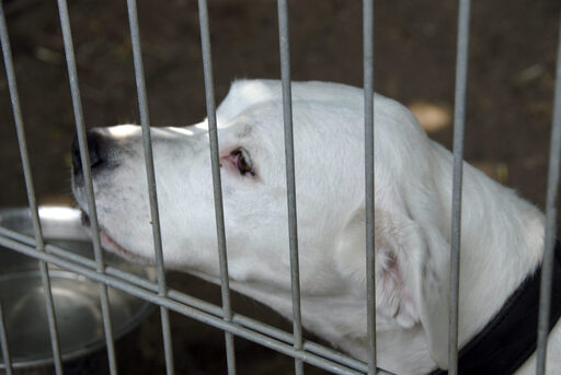 Hund im Tierheim