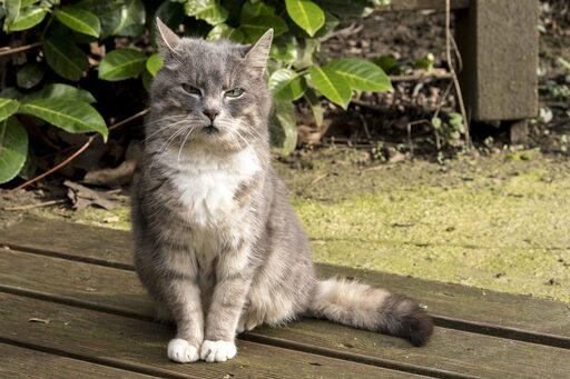 Hauskatze im Zoo Duisburg