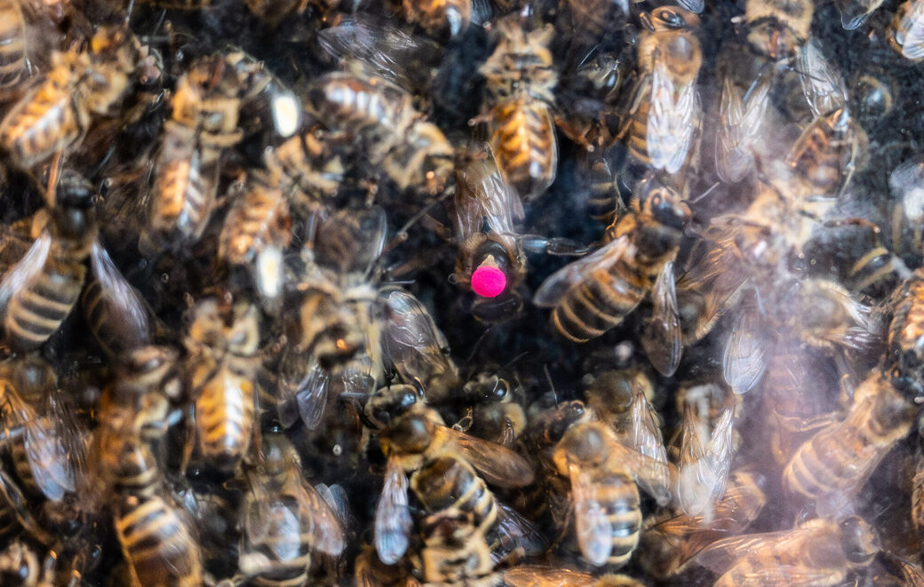 Alles und alle für die Königin (rosa Punkt): Das Bienenvolk tummelt sich um die Chefin, um sie warm zu halten