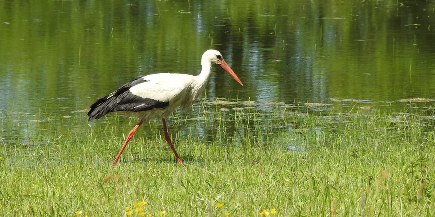 Weißstorch