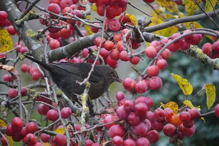 Vogelfütterung