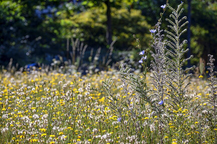 Blumenwiese