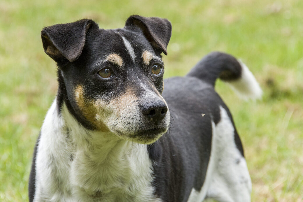 Schwarz-weißer Hund (Terrier)