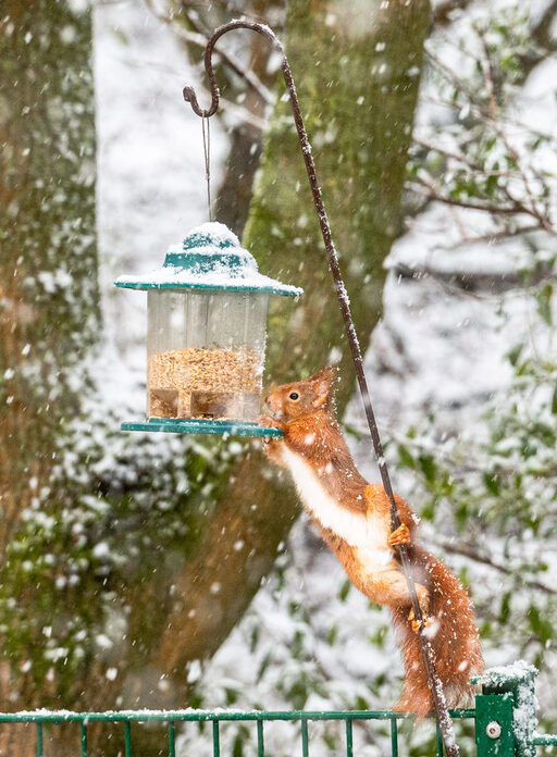 Eichhörnchen im Schnee