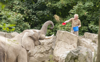 Tierpfleger füttert Elefanten mit Hilfe einer Schaufel.
