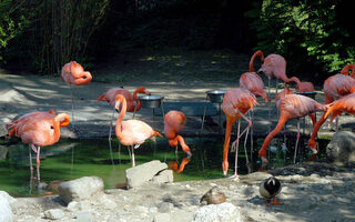 Mehrere Flamingos an einem Wasertümpel